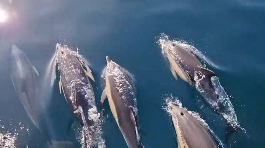 Dauphins avec le GCI